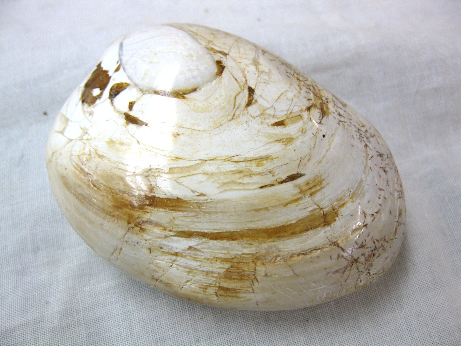 large-madagascar-jurassic-clam-22a.jpg | Fossils for Sale