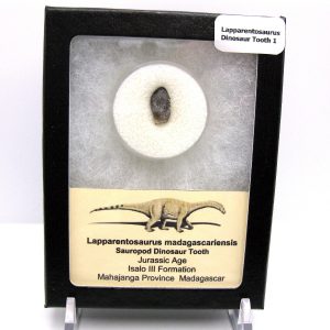 Jurassic Lapparentosaurus Sauropod Dinosaur Tooth 1 | Fossils for Sale