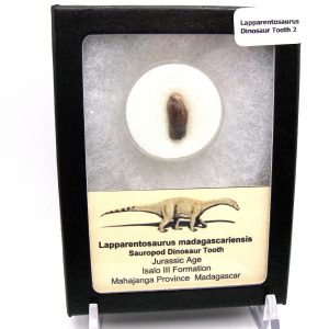 Jurassic Lapparentosaurus Sauropod Dinosaur Tooth 2 | Fossils for Sale