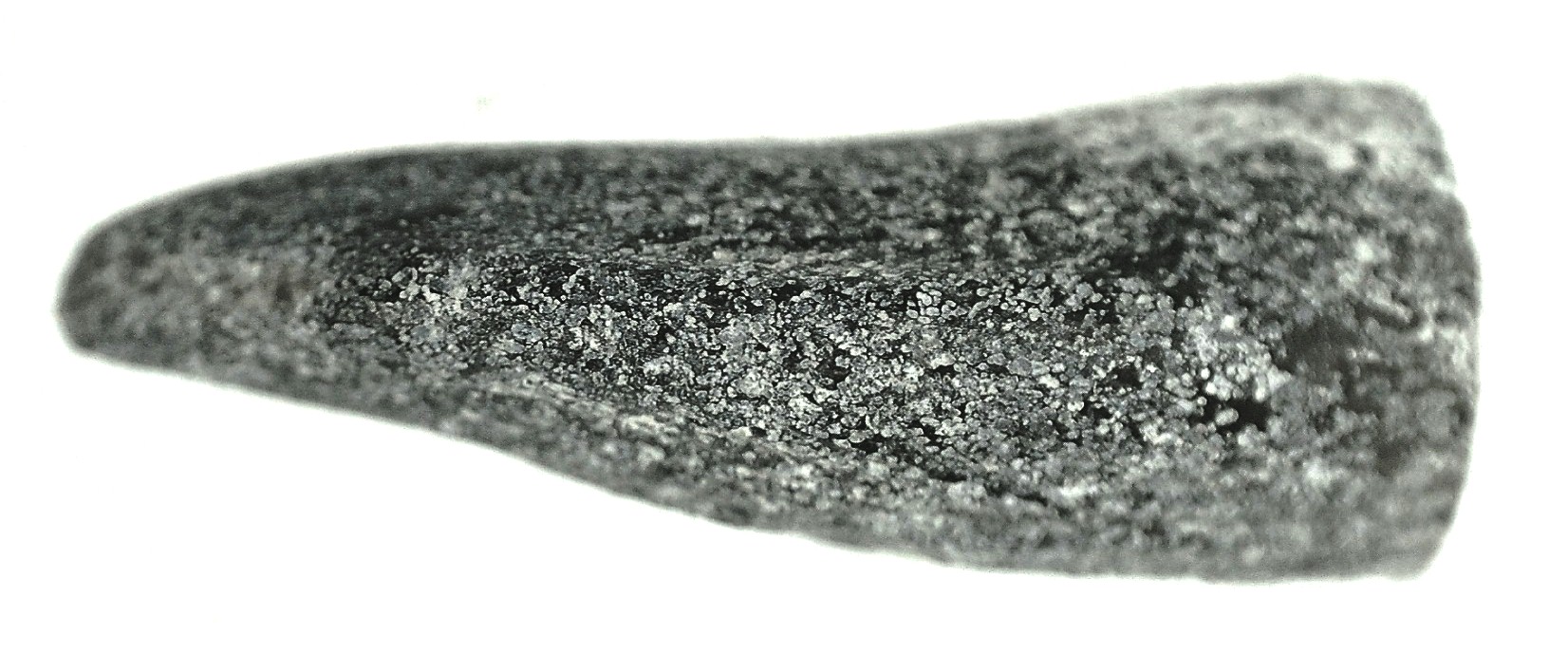 Jurassic Lapparentosaurus Sauropod Dinosaur Tooth 3b | Fossils for Sale