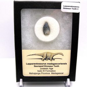 Jurassic Lapparentosaurus Sauropod Dinosaur Tooth 3 | Fossils for Sale