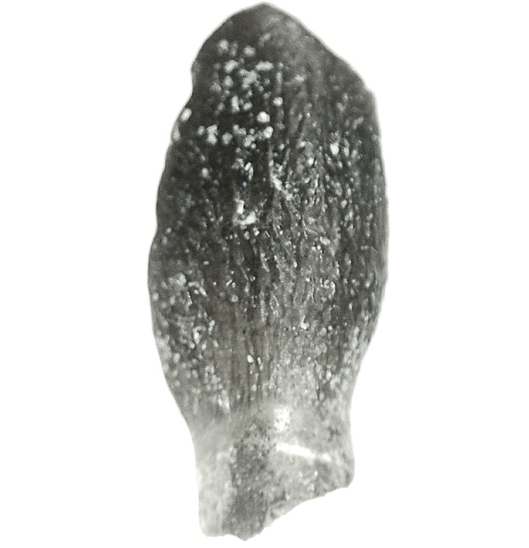 Jurassic Lapparentosaurus Sauropod Dinosaur Tooth 4a | Fossils for Sale