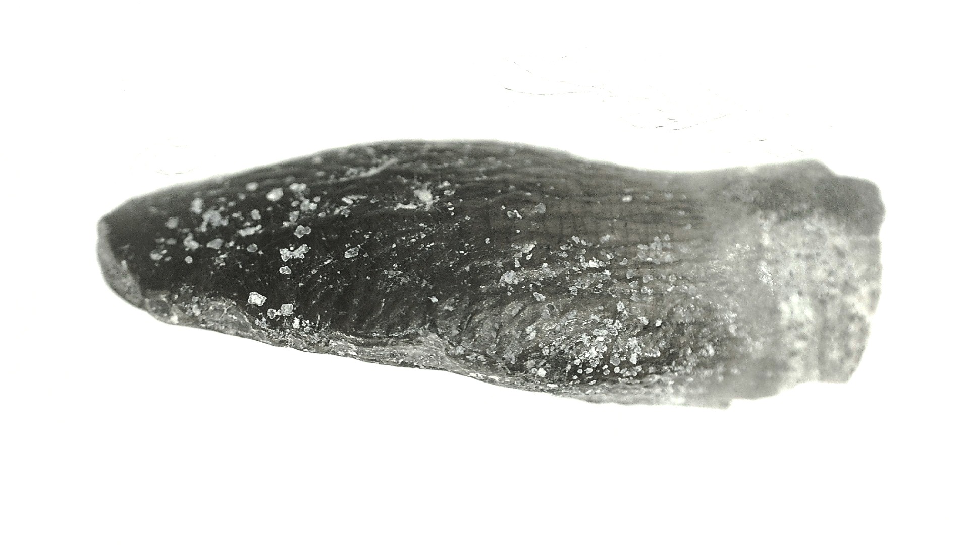 Jurassic Lapparentosaurus Sauropod Dinosaur Tooth 4c | Fossils for Sale