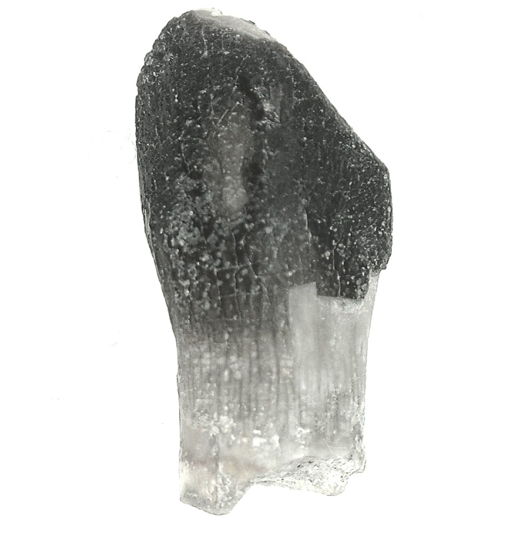 Jurassic Lapparentosaurus Sauropod Dinosaur Tooth 5a | Fossils for Sale