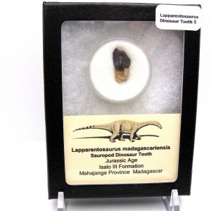 Jurassic Lapparentosaurus Sauropod Dinosaur Tooth 5 | Fossils for Sale