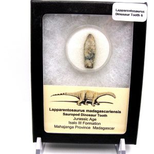 Jurassic Lapparentosaurus Sauropod Dinosaur Tooth 6 | Fossils for Sale