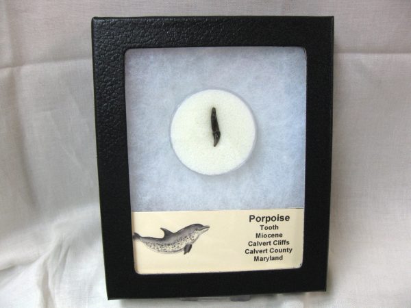 Genuine Miocene Age Porpoise Tooth from Maryland for Sale #2