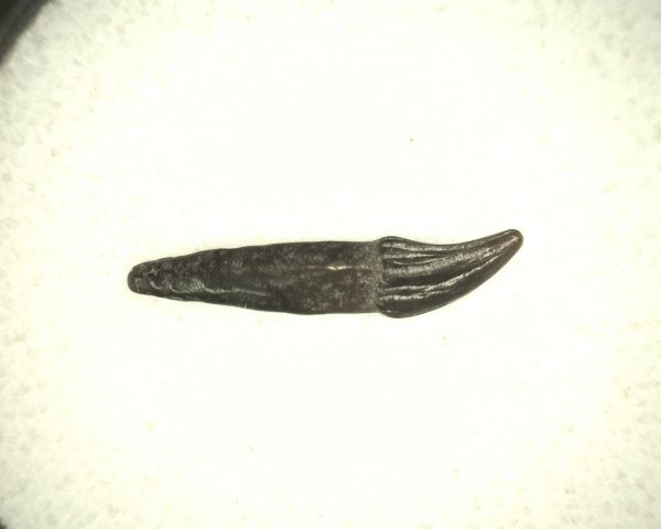 Genuine Miocene Age Porpoise Tooth from Maryland for Sale #2a