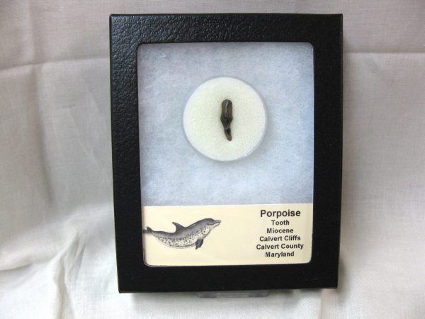 Genuine Miocene Age Porpoise Tooth from Maryland for Sale #5