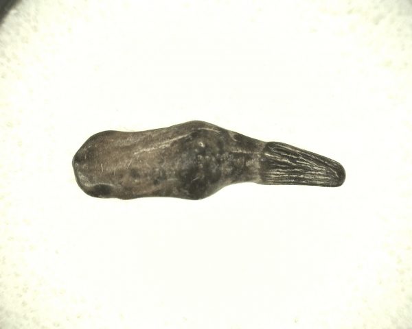 Genuine Miocene Age Porpoise Tooth from Maryland for Sale #5b