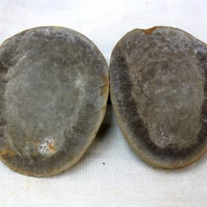 Genuine Pennsylvanian Age Mazon Creek Jellyfish Nodule from Illinois for Sale #21