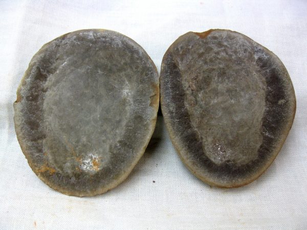 Genuine Pennsylvanian Age Mazon Creek Jellyfish Nodule from Illinois for Sale #21