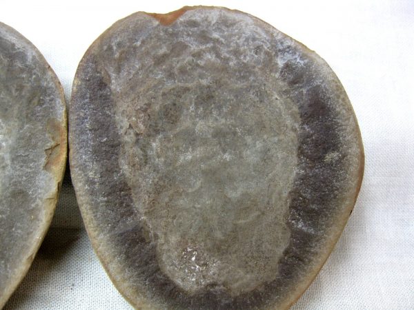 Genuine Pennsylvanian Age Mazon Creek Jellyfish Nodule from Illinois for Sale #21b