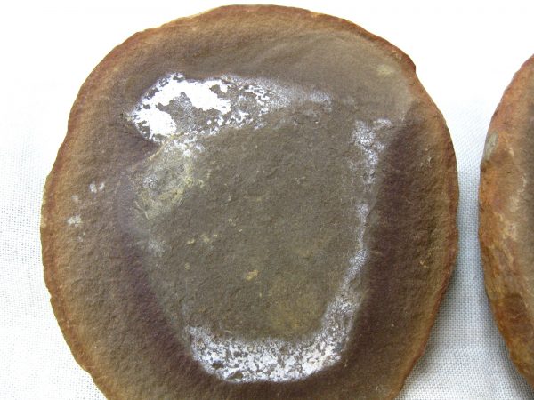 Genuine Pennsylvanian Age Mazon Creek Jellyfish Nodule from Illinois for Sale #22a