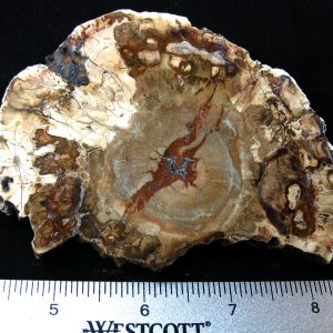 Genuine Medium Petrified Wood From Madagascar For Sale- Triassic Age #11