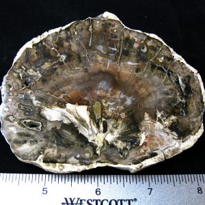 Genuine Medium Petrified Wood From Madagascar For Sale- Triassic Age #12