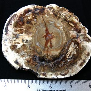 Genuine Medium Petrified Wood From Madagascar For Sale- Triassic Age #14