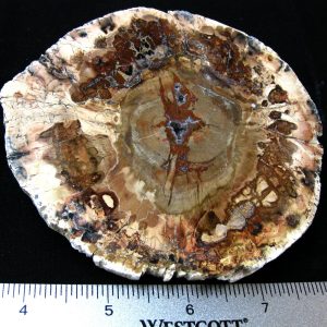 Genuine Medium Petrified Wood From Madagascar For Sale- Triassic Age #16