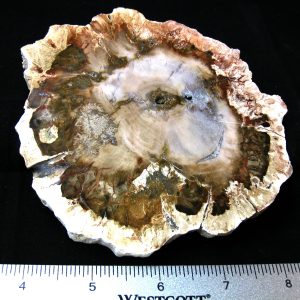 Genuine Medium Petrified Wood From Madagascar For Sale- Triassic Age #19