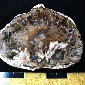 Genuine Medium Petrified Wood From Madagascar For Sale- Triassic Age #2