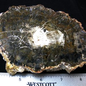 Genuine Medium Petrified Wood From Madagascar For Sale- Triassic Age #20