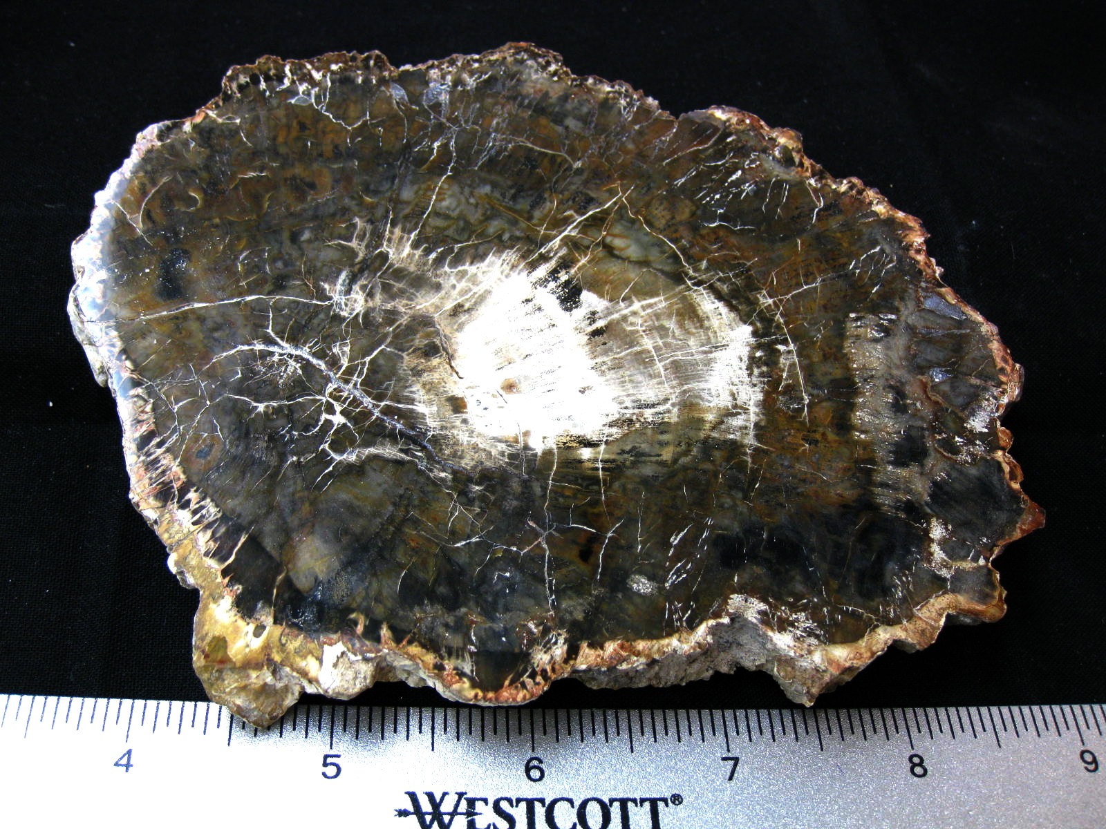 medium-triassic-madagascar-petrified-wood-20.jpg | Fossils for Sale Genuine Medium Petrified Wood From Madagascar For Sale- Triassic Age #20