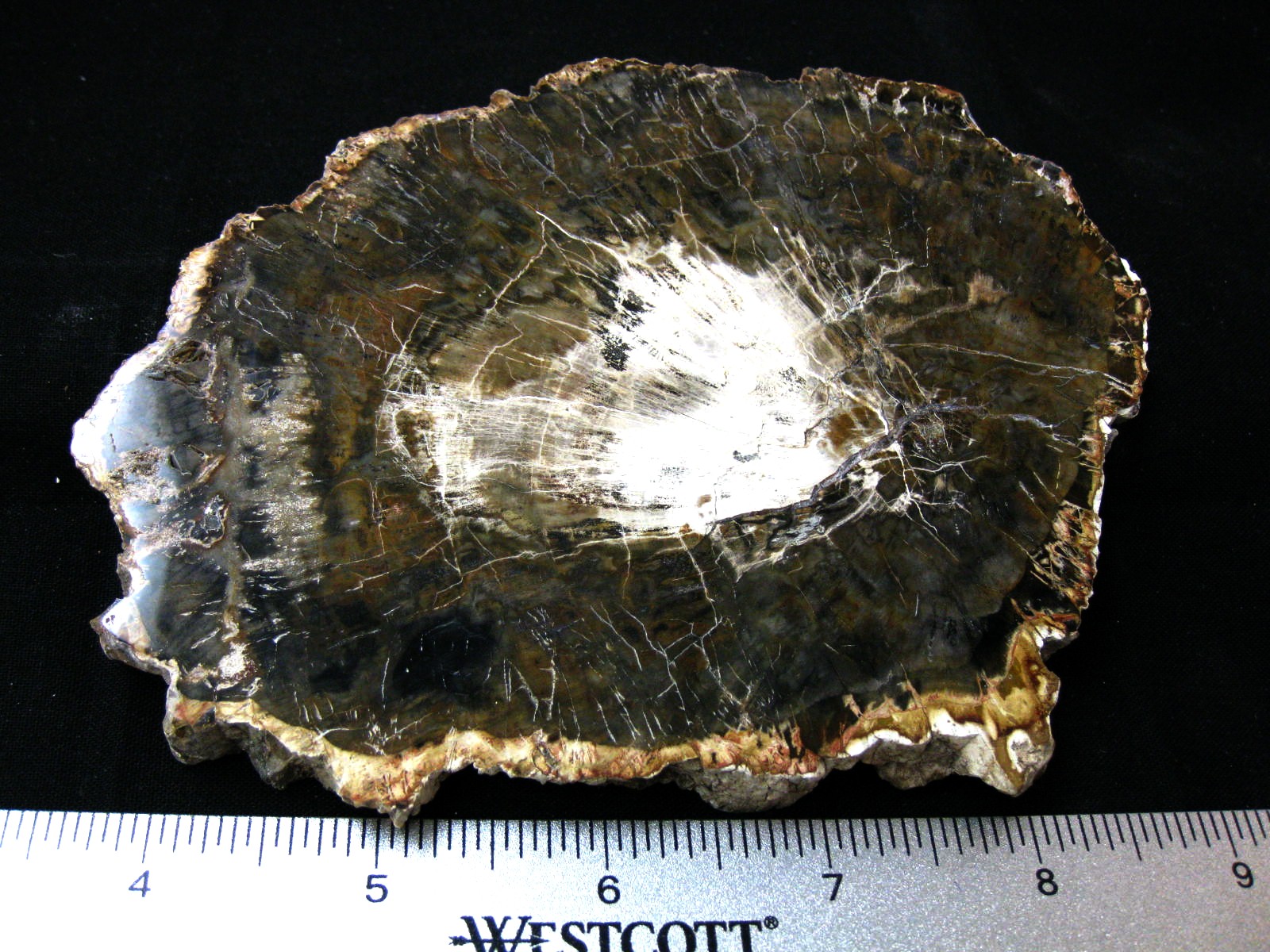 medium-triassic-madagascar-petrified-wood-20a.jpg | Fossils for Sale Genuine Medium Petrified Wood From Madagascar For Sale- Triassic Age #20a
