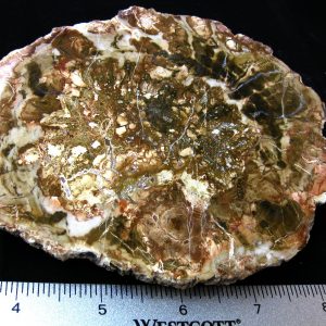 Genuine Medium Petrified Wood From Madagascar For Sale- Triassic Age #21