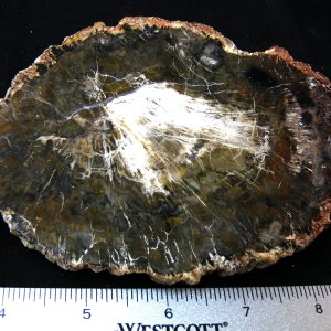 Genuine Medium Petrified Wood From Madagascar For Sale- Triassic Age #23