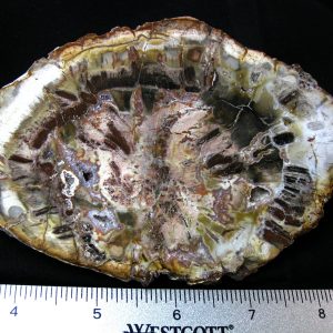 Genuine Medium Petrified Wood From Madagascar For Sale- Triassic Age #26