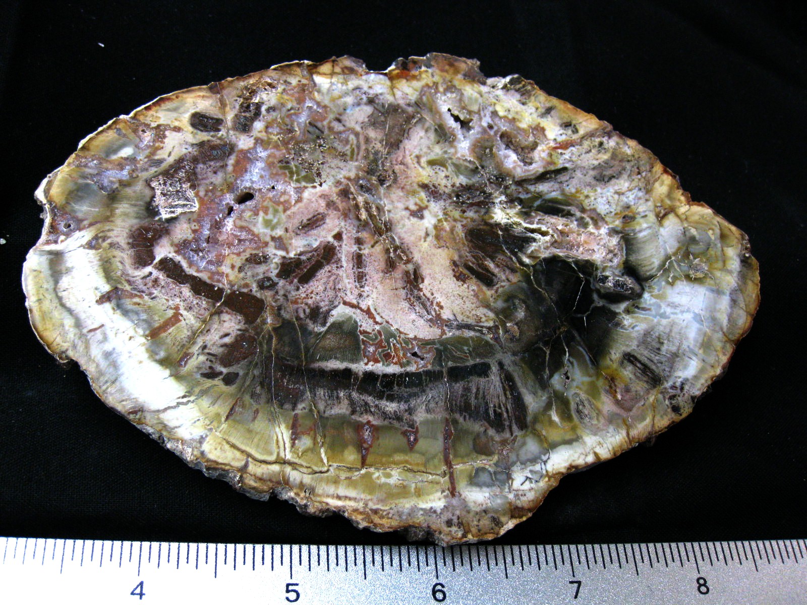medium-triassic-madagascar-petrified-wood-26a.jpg | Fossils for Sale Genuine Medium Petrified Wood From Madagascar For Sale- Triassic Age #26a