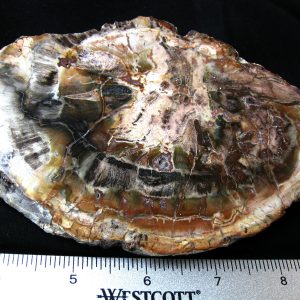 Genuine Medium Petrified Wood From Madagascar For Sale- Triassic Age #27