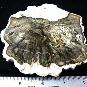 Genuine Medium Petrified Wood From Madagascar For Sale- Triassic Age #29