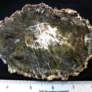 Genuine Medium Petrified Wood From Madagascar For Sale- Triassic Age #31