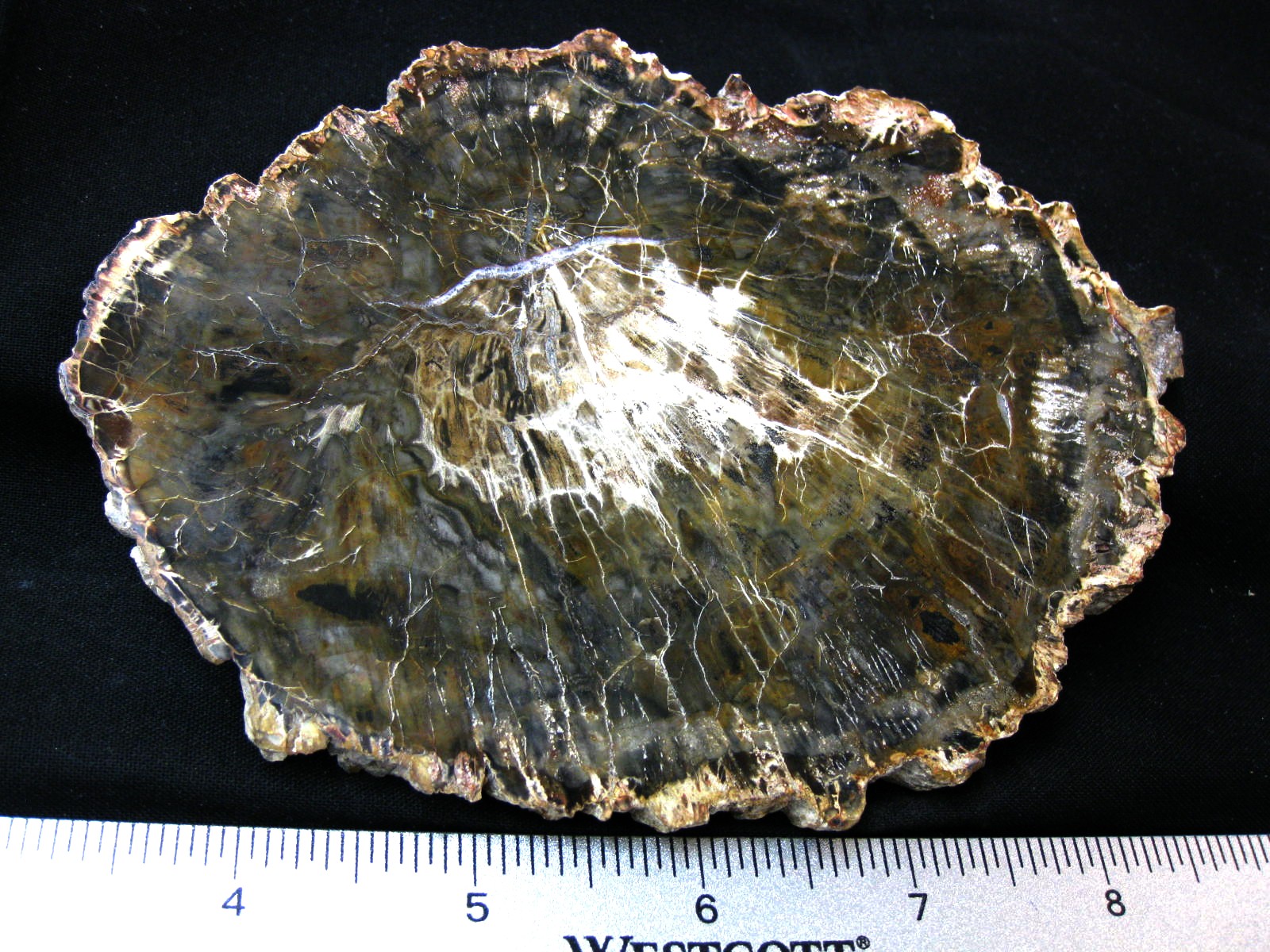 medium-triassic-madagascar-petrified-wood-31.jpg | Fossils for Sale Genuine Medium Petrified Wood From Madagascar For Sale- Triassic Age #31