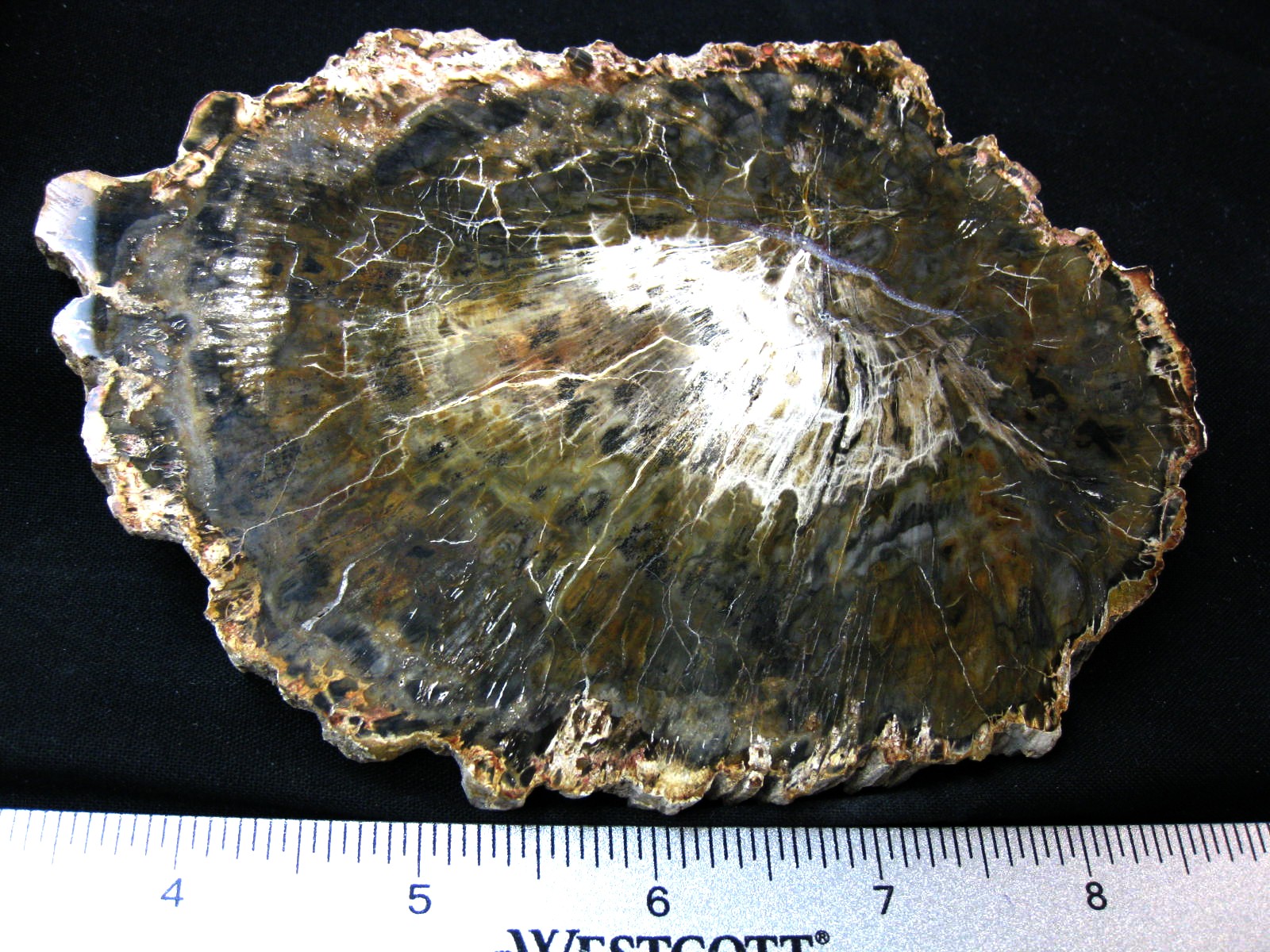 medium-triassic-madagascar-petrified-wood-31a.jpg | Fossils for Sale Genuine Medium Petrified Wood From Madagascar For Sale- Triassic Age #31a