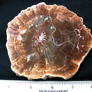 Genuine Medium Petrified Wood From Madagascar For Sale- Triassic Age #33