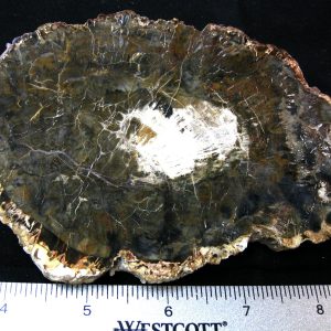 Genuine Medium Petrified Wood From Madagascar For Sale- Triassic Age #34