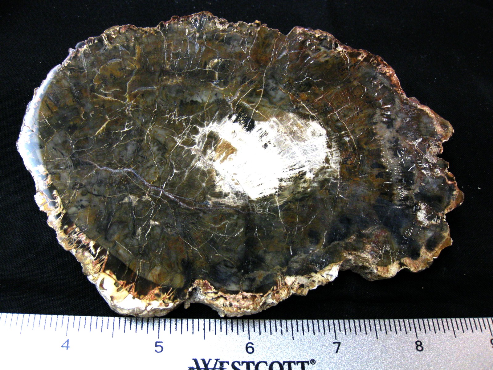 medium-triassic-madagascar-petrified-wood-34.jpg | Fossils for Sale Genuine Medium Petrified Wood From Madagascar For Sale- Triassic Age #34