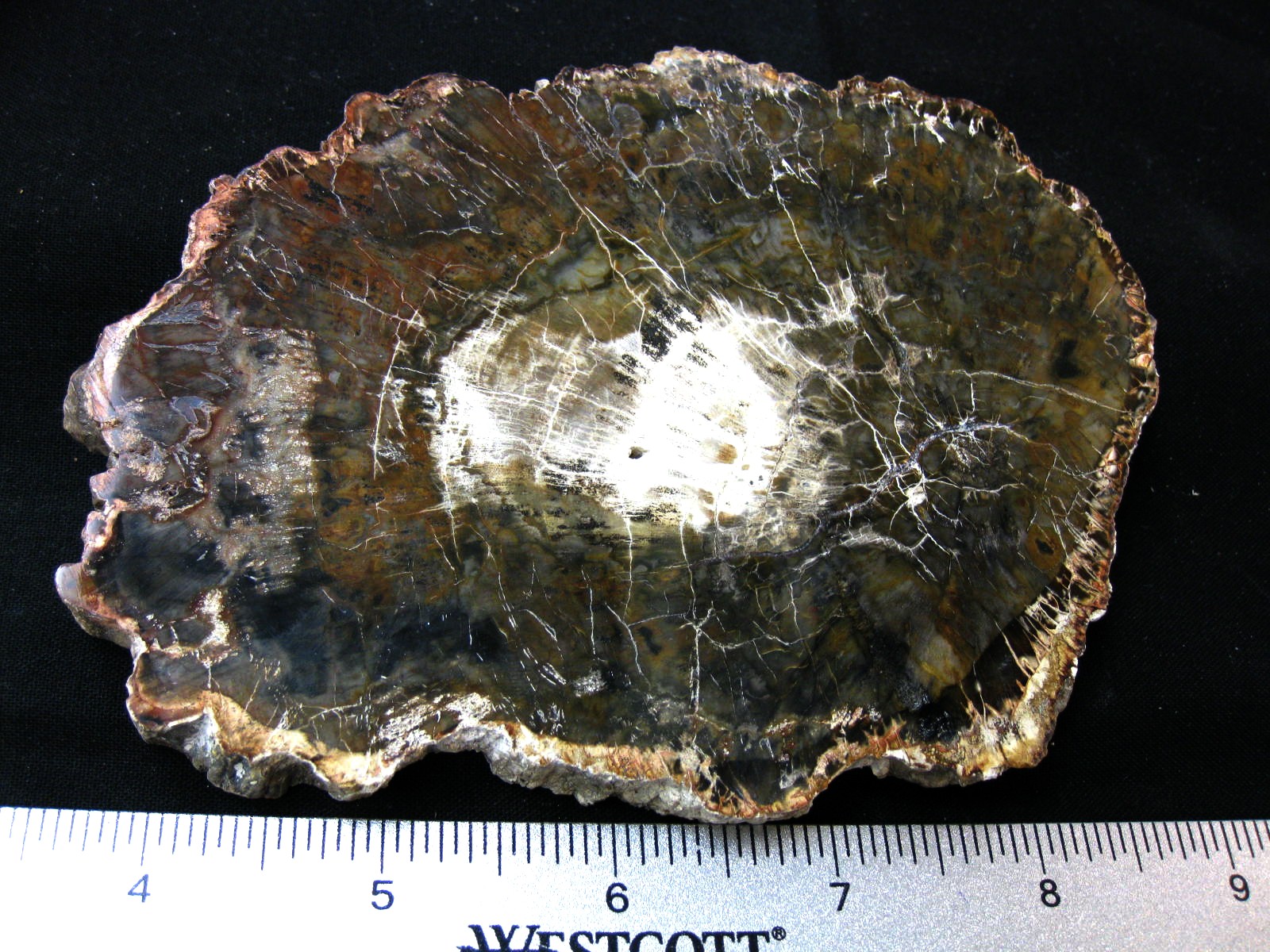 medium-triassic-madagascar-petrified-wood-34a.jpg | Fossils for Sale Genuine Medium Petrified Wood From Madagascar For Sale- Triassic Age #34a