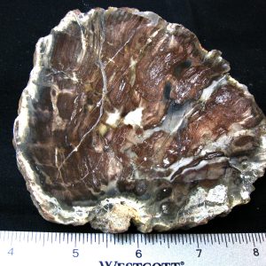 Genuine Medium Petrified Wood From Madagascar For Sale- Triassic Age #35