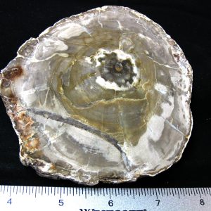 Genuine Medium Petrified Wood From Madagascar For Sale- Triassic Age #38