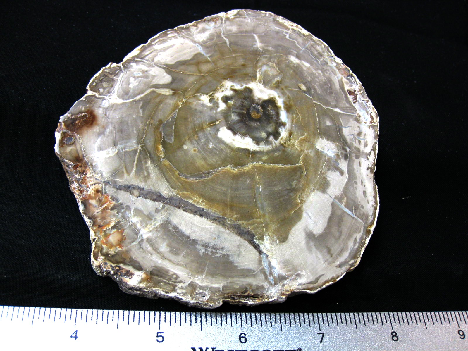 medium-triassic-madagascar-petrified-wood-38.jpg | Fossils for Sale Genuine Medium Petrified Wood From Madagascar For Sale- Triassic Age #38