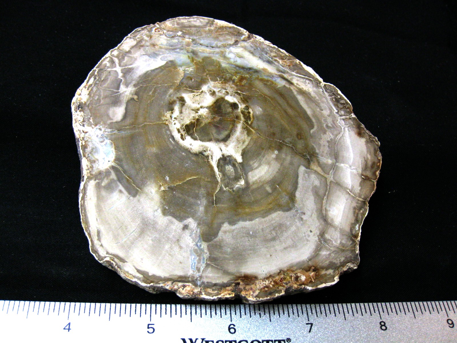 medium-triassic-madagascar-petrified-wood-38a.jpg | Fossils for Sale Genuine Medium Petrified Wood From Madagascar For Sale- Triassic Age #38a