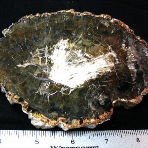 Genuine Medium Petrified Wood From Madagascar For Sale- Triassic Age #40