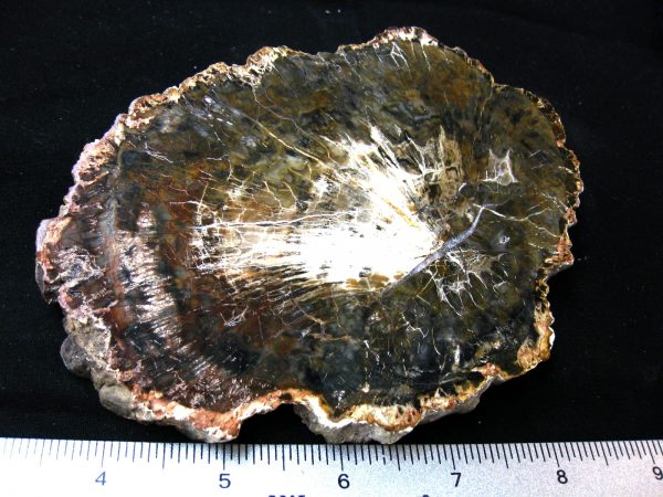 Genuine Medium Petrified Wood From Madagascar For Sale- Triassic Age #40a