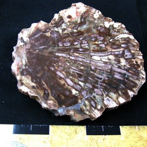 Genuine Medium Petrified Wood From Madagascar For Sale- Triassic Age #6