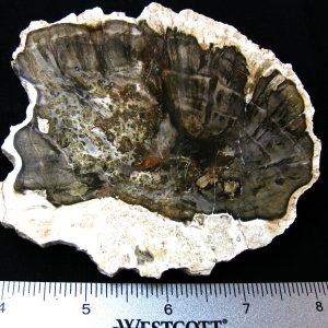 Genuine Medium Petrified Wood From Madagascar For Sale- Triassic Age #8