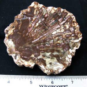 Genuine Medium Petrified Wood From Madagascar For Sale- Triassic Age #9