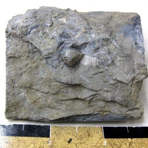 Heteroschisma subtruncatum Blastoid #4